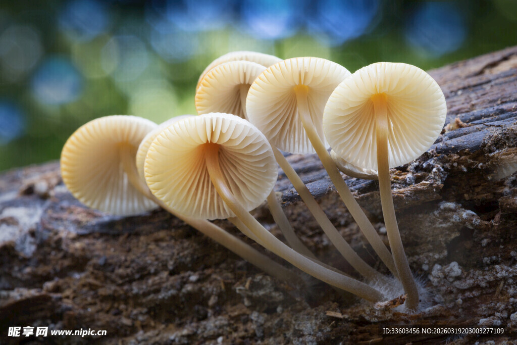 树干上生长的小巧蘑菇