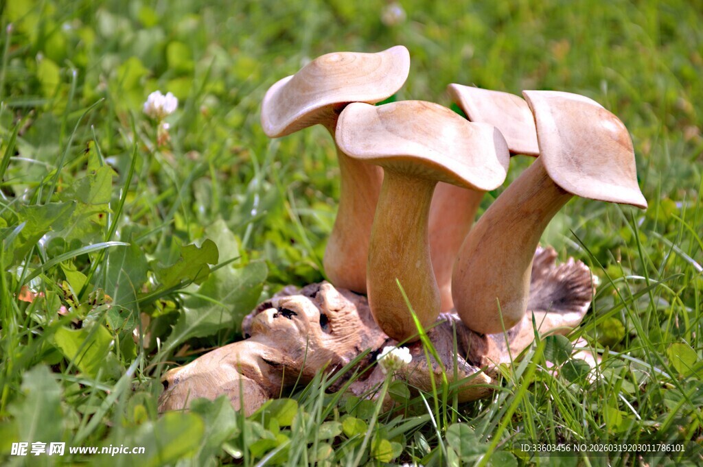草地上的蘑菇群