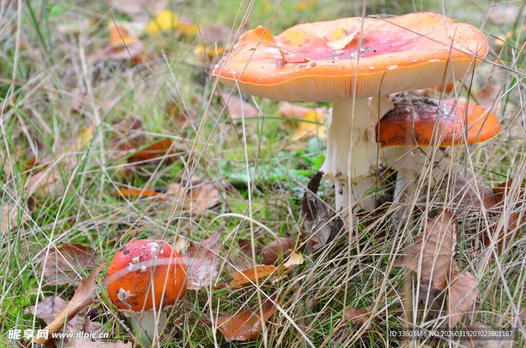 草丛中的鲜艳蘑菇