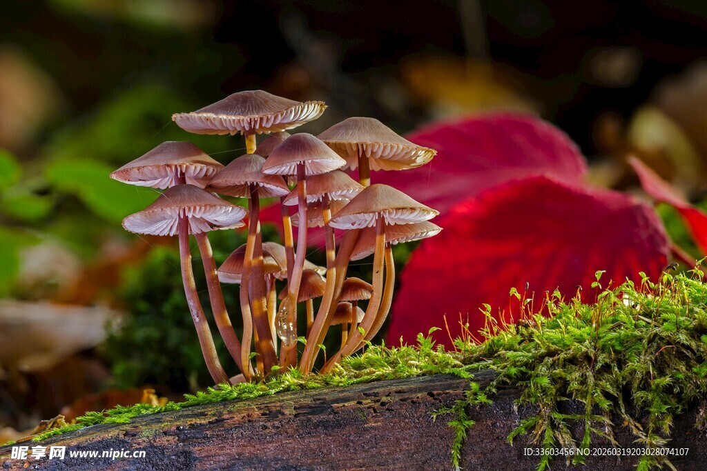 苔藓上的蘑菇与红叶