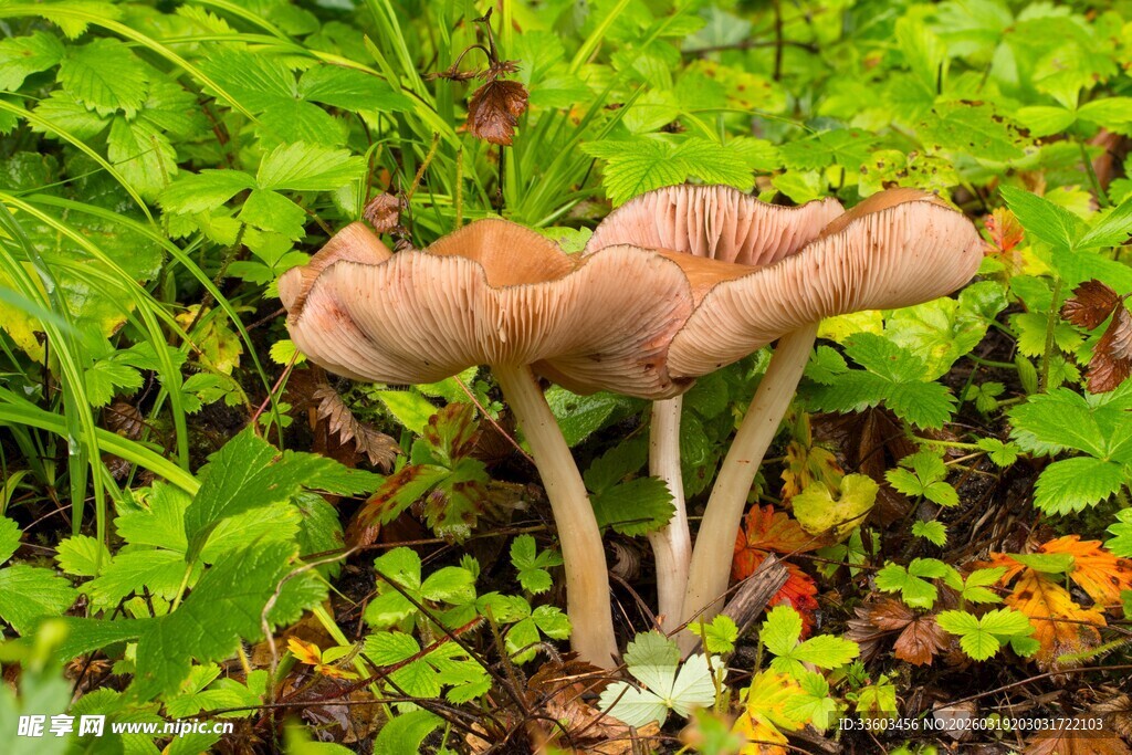 林间蘑菇绽于翠绿植被间