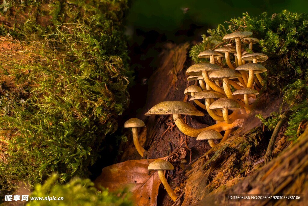 林间蘑菇群