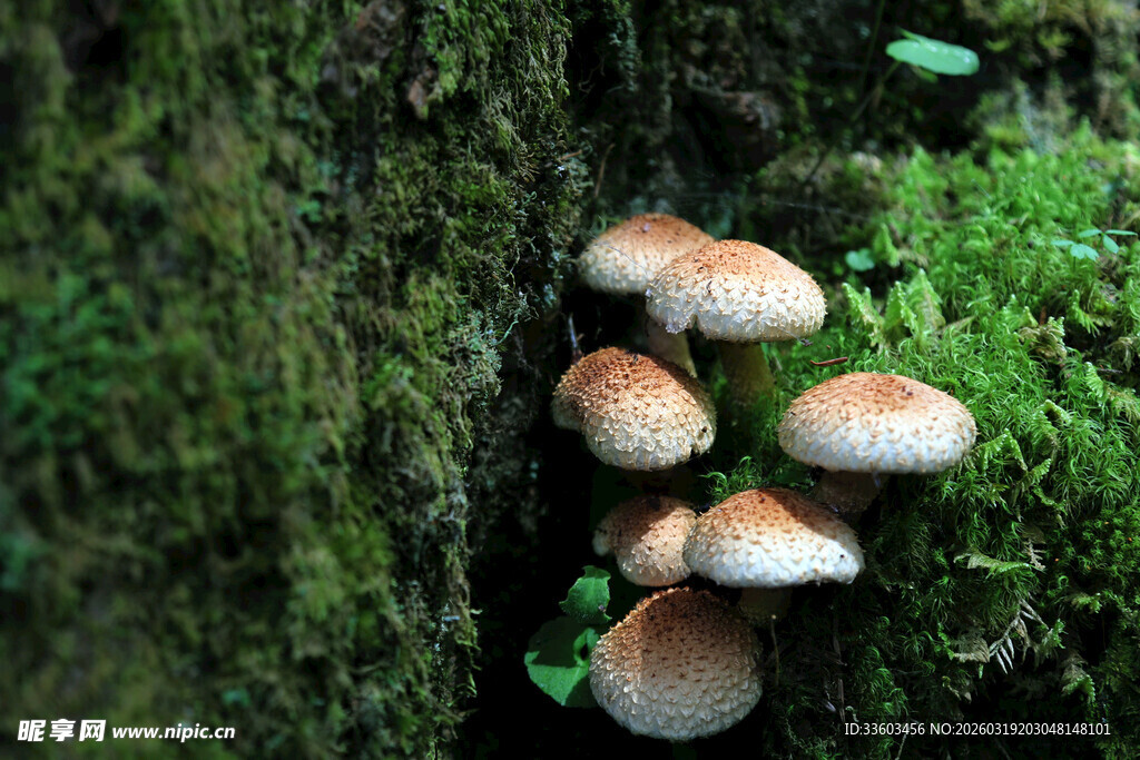 树干上生长的蘑菇菌类