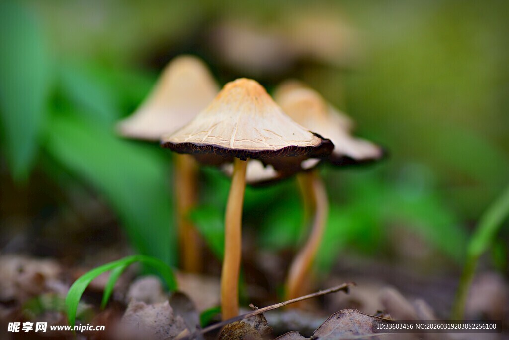 草丛中的小巧蘑菇