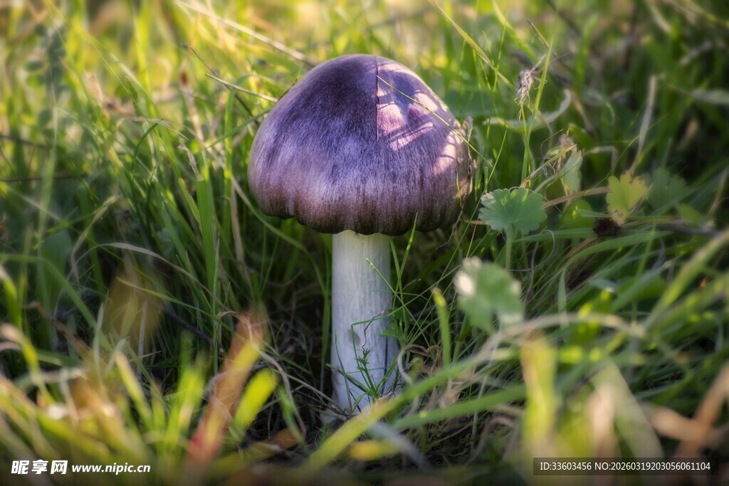 草丛中的紫色蘑菇