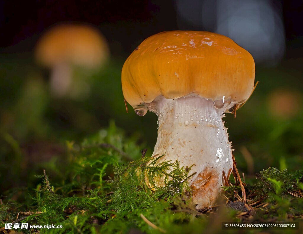 橙色蘑菇生长在绿草地上
