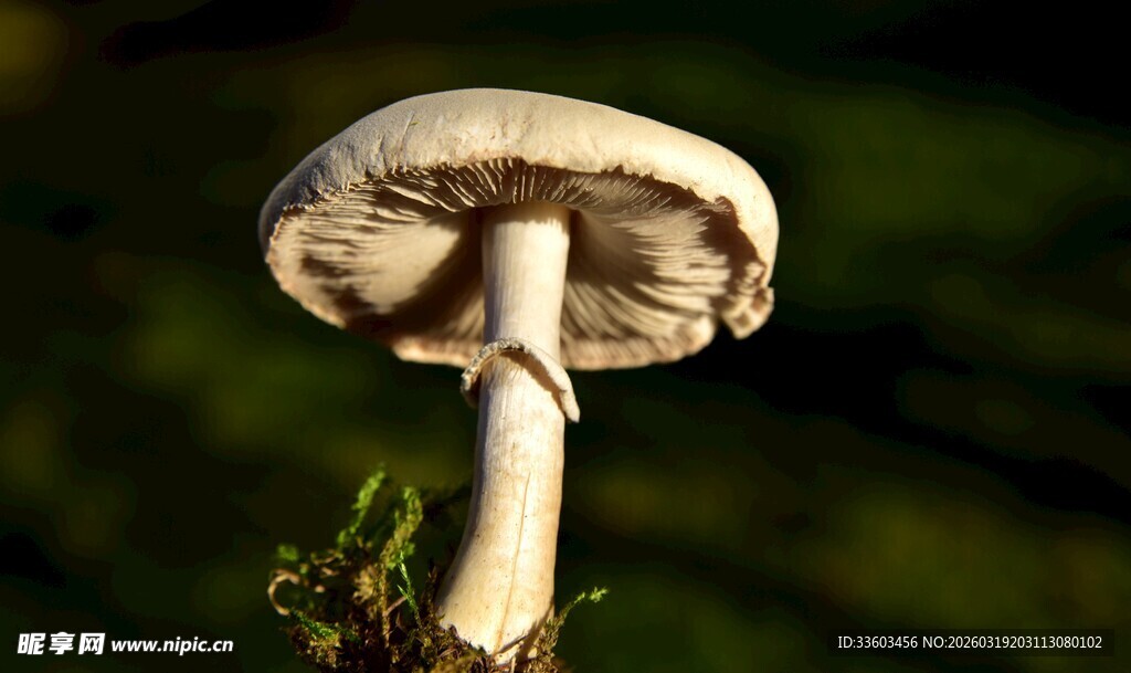 野外生长的白色蘑菇