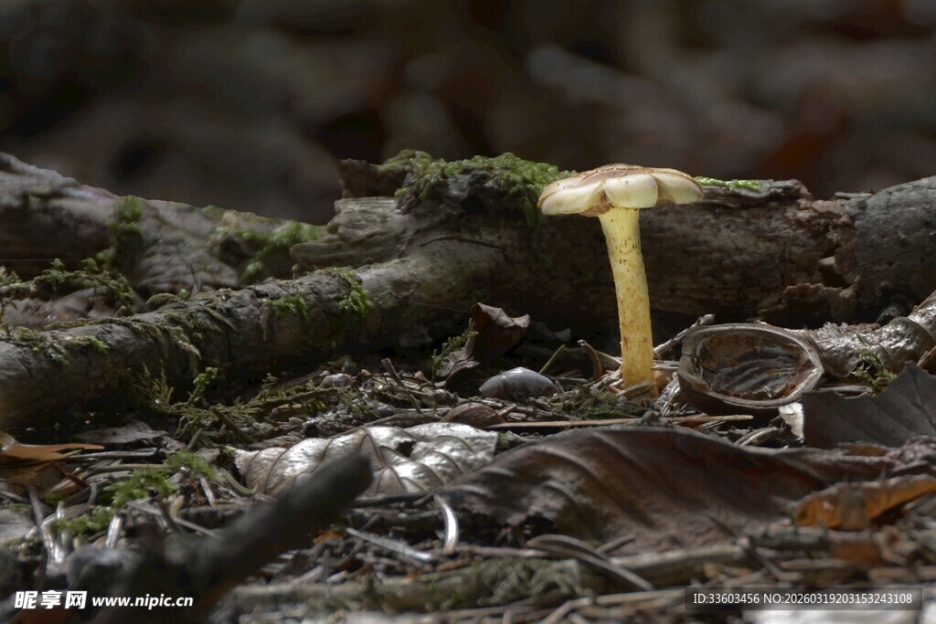 林间黄蘑菇特写