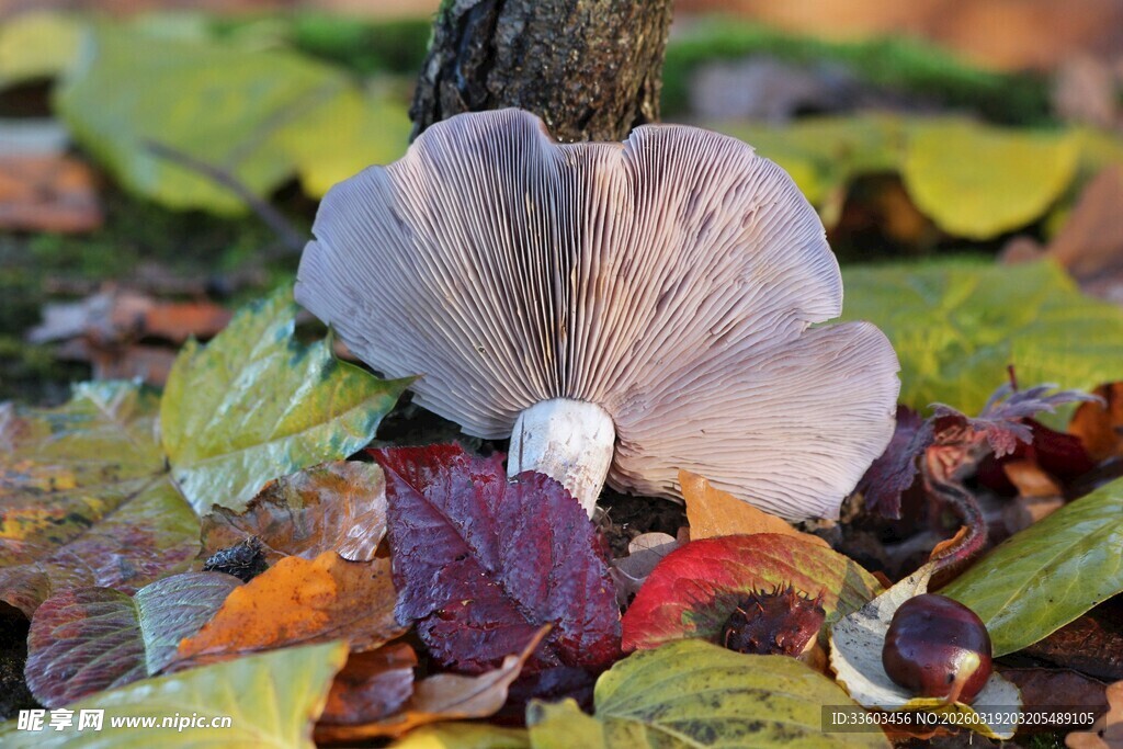 落叶间的蘑菇