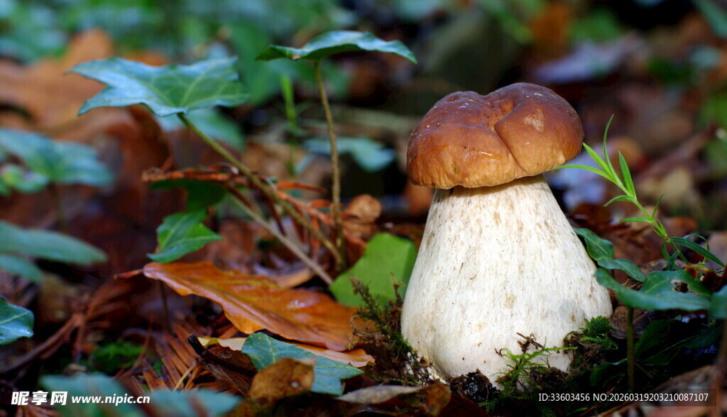 森林中的蘑菇特写