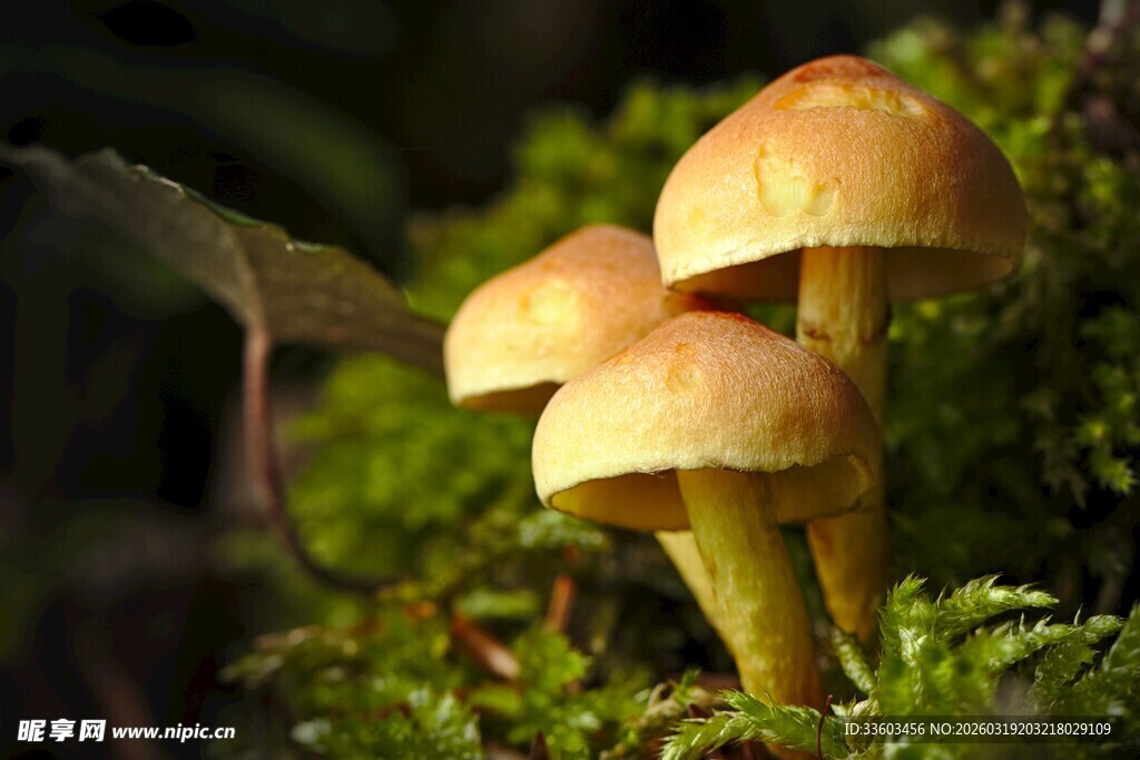 草丛中的黄色小蘑菇