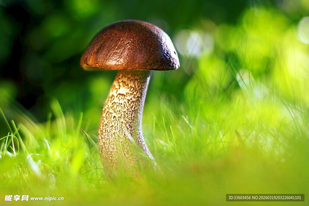 草地上的棕色蘑菇