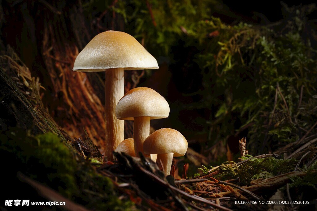 森林中的可爱蘑菇