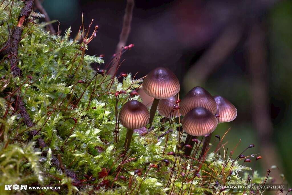 小巧菌类生长于苔藓间