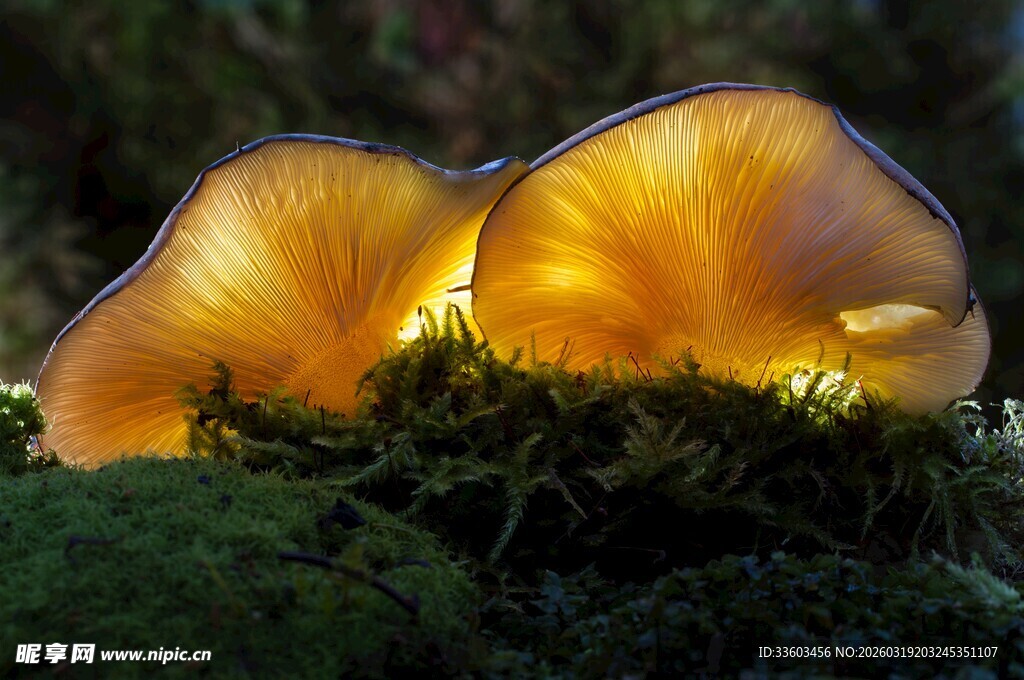 发光蘑菇特写