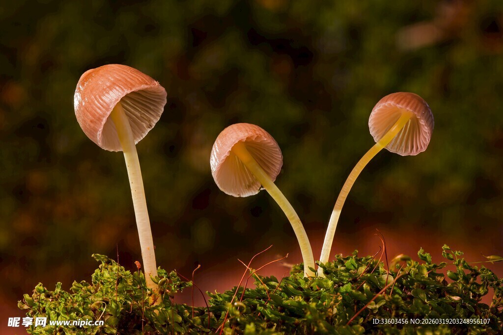 三株小蘑菇生长在苔藓上