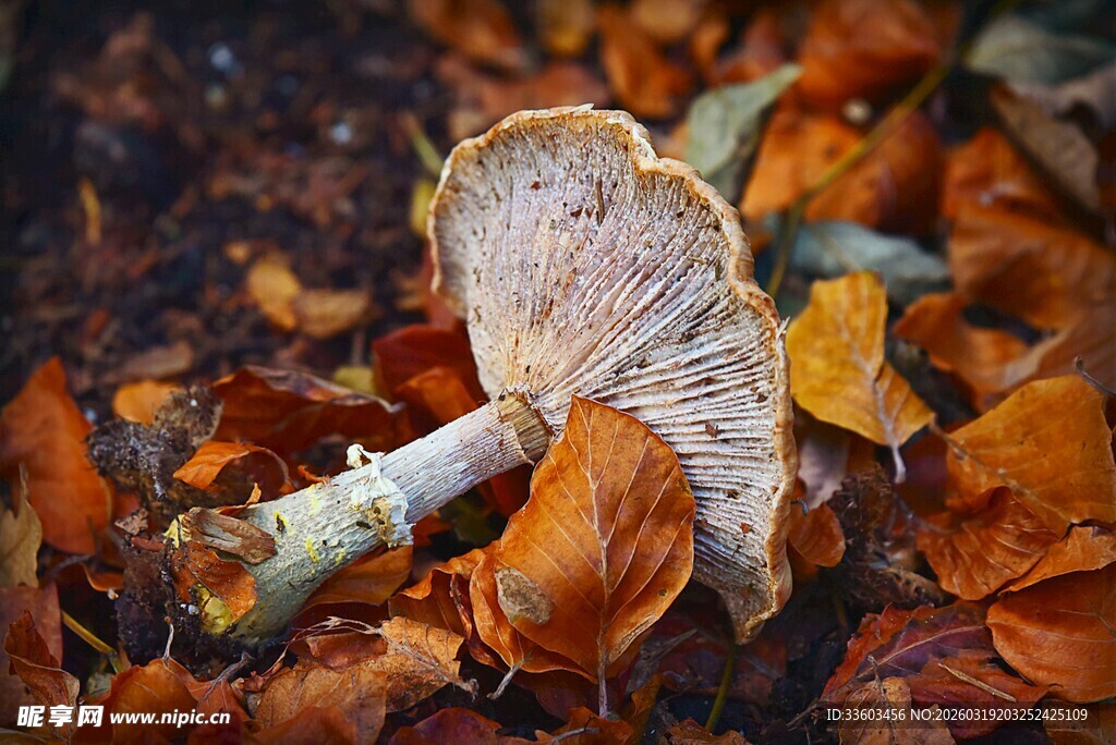 落叶中的蘑菇特写