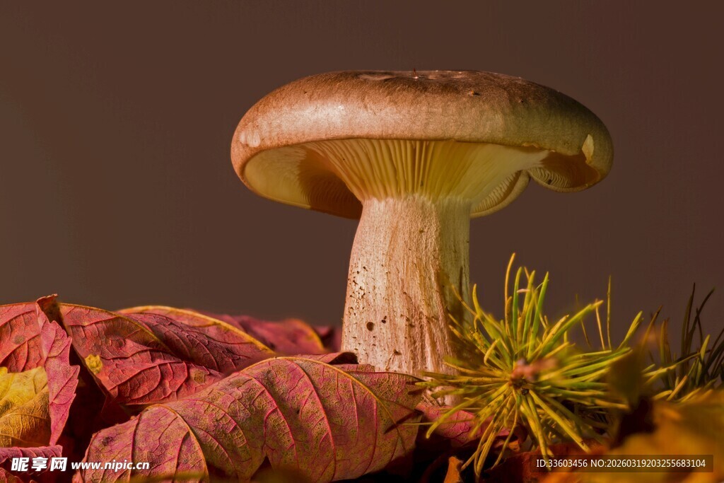 秋季蘑菇与落叶的自然景象