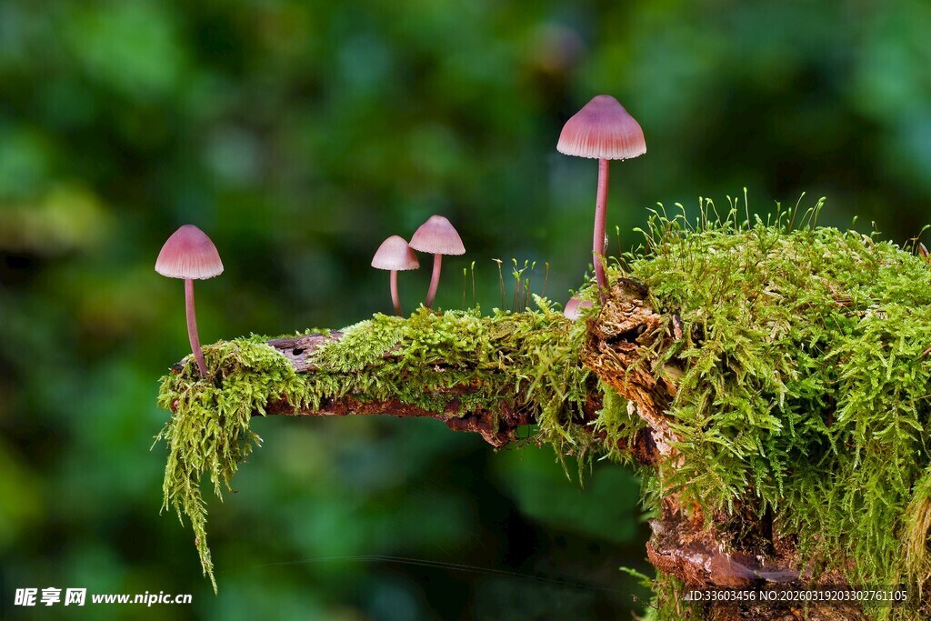 苔藓上的小巧蘑菇