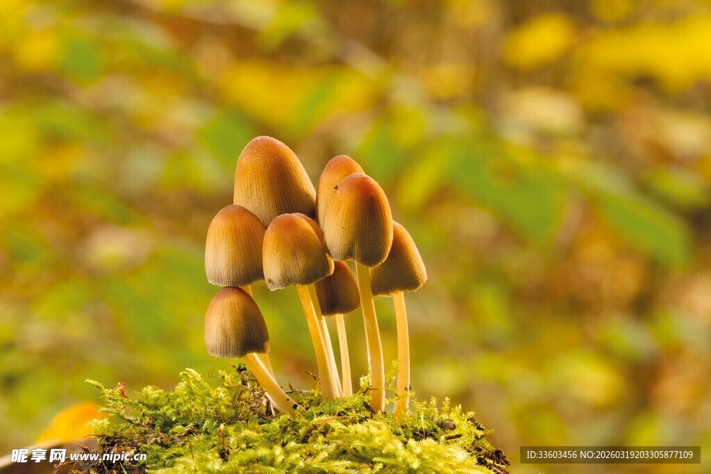 苔藓上的棕色小蘑菇