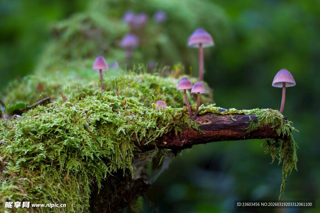 苔藓上的小巧蘑菇