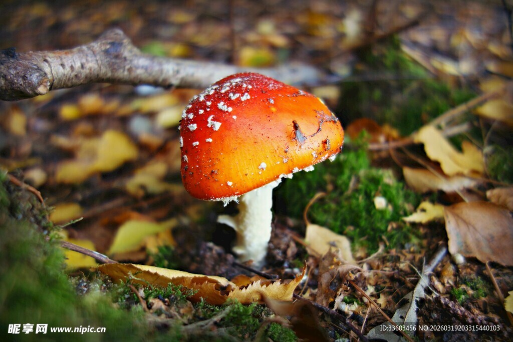 森林中的鲜艳红蘑菇