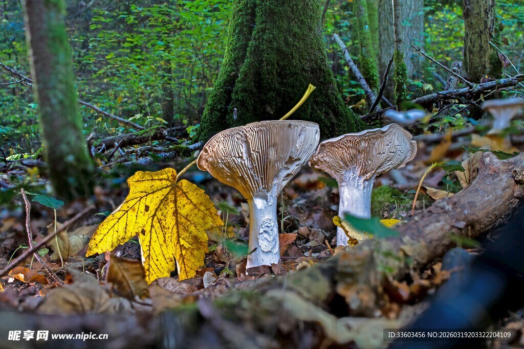 林间蘑菇与黄叶的景致