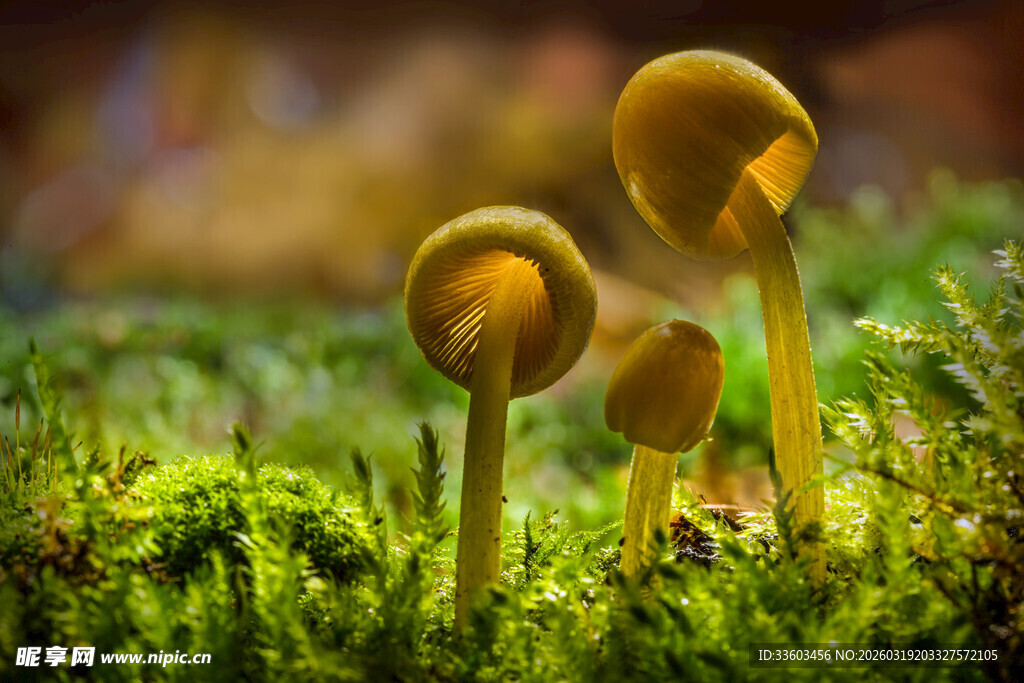 草地上的可爱小蘑菇