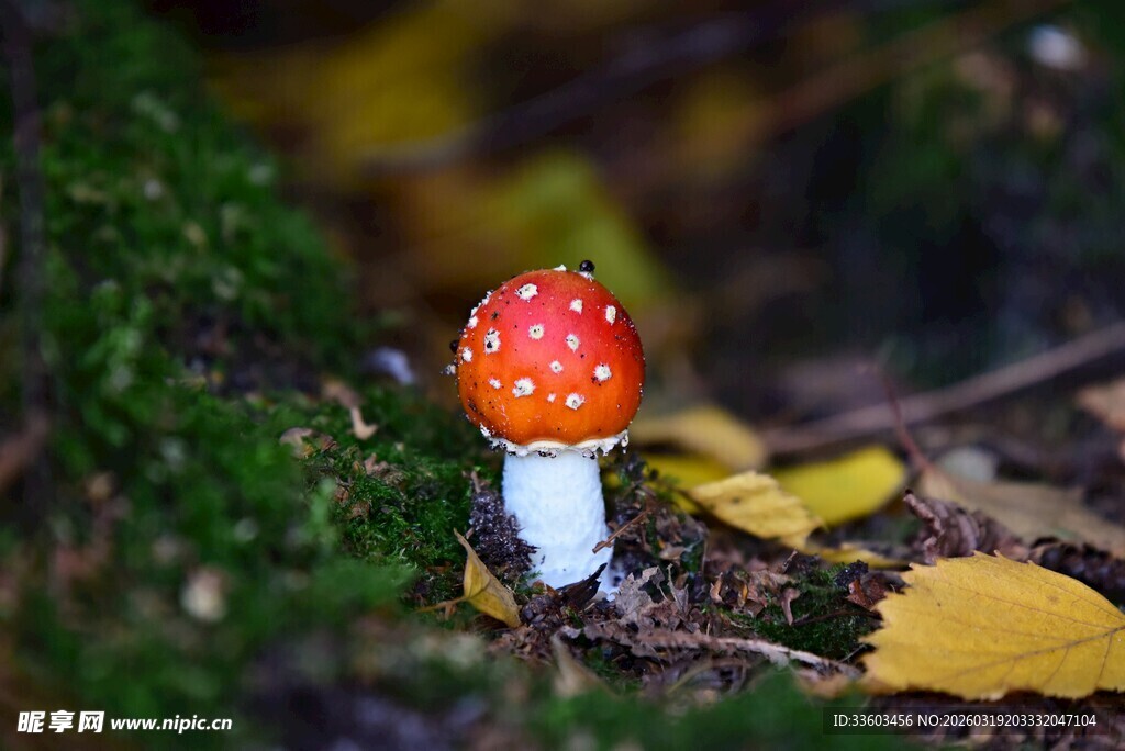 森林中的红色小蘑菇