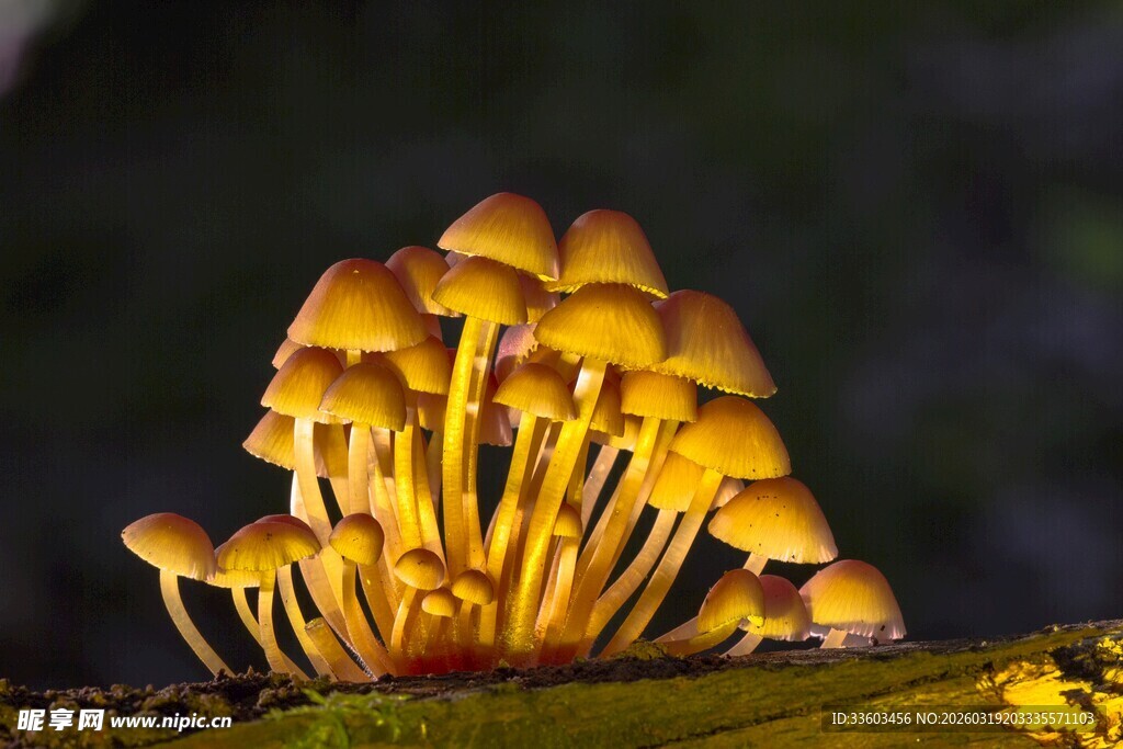金黄簇生蘑菇特写