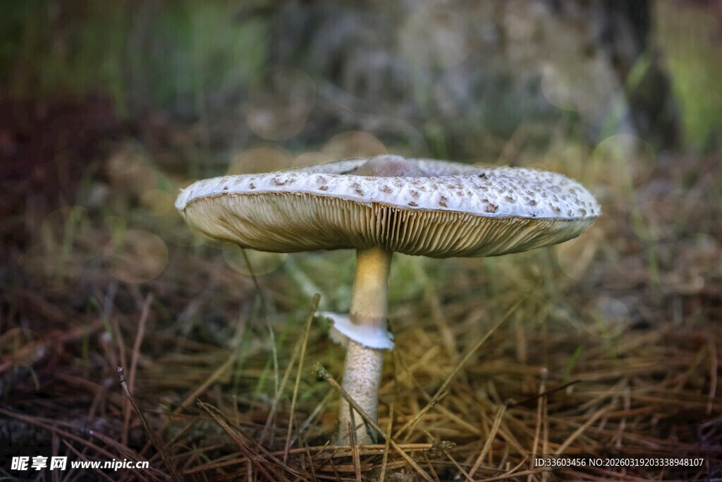 森林中的美丽蘑菇