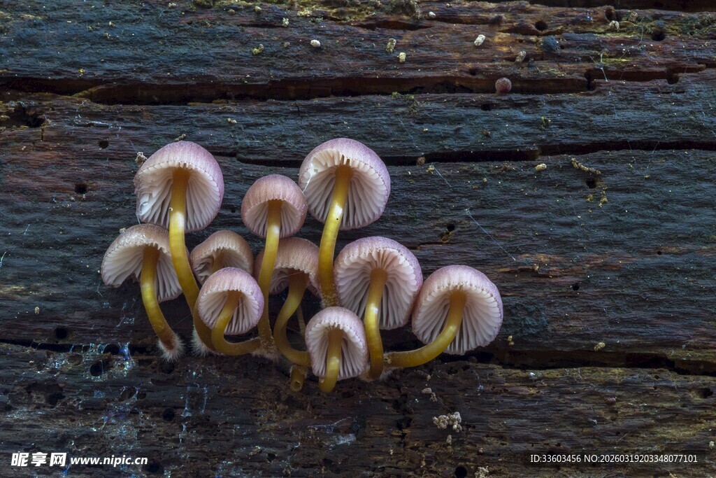 木头上生长的粉色小蘑菇