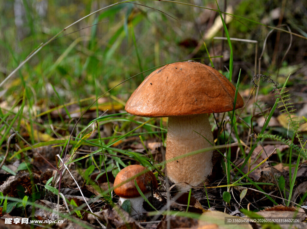 草地上的棕色蘑菇