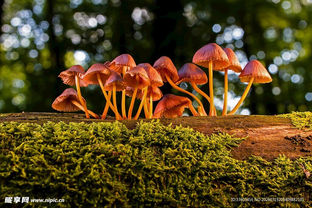 木上艳丽小蘑菇