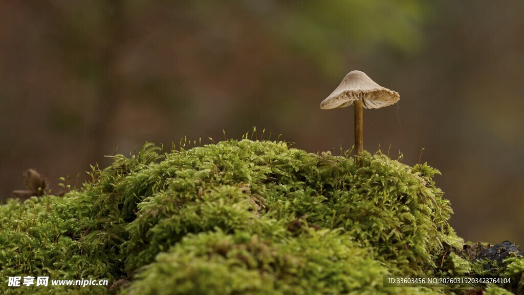 青苔上的小巧蘑菇