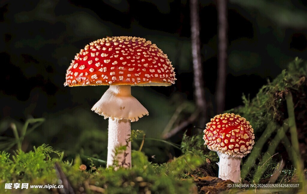 森林中的艳丽红蘑菇