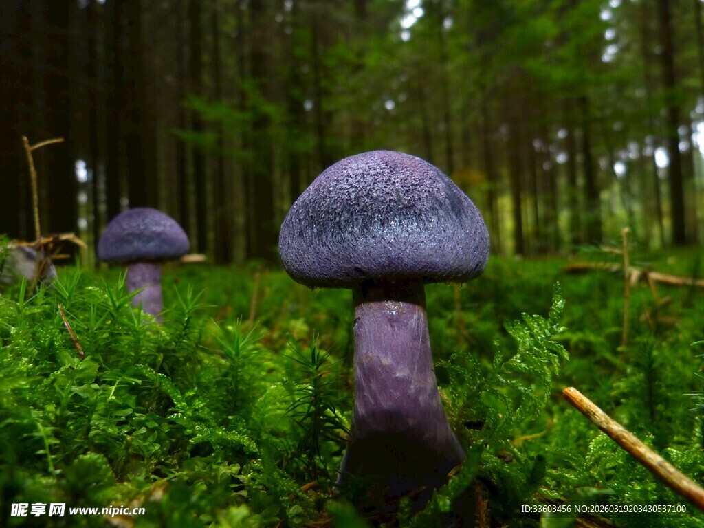 森林中紫色蘑菇的奇妙景象