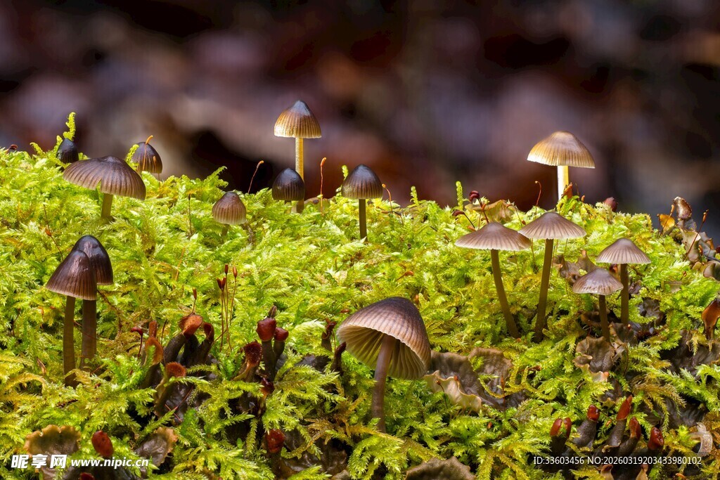 苔藓间的小巧蘑菇