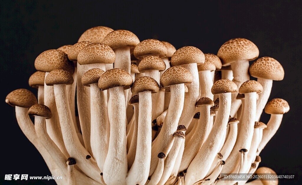 新鲜菌菇特写
