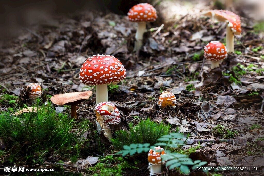 森林中的鲜艳蘑菇