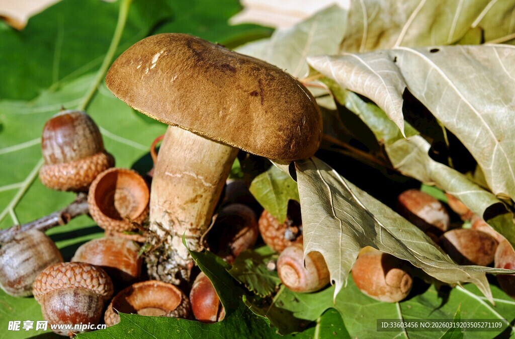 落叶间的蘑菇与坚果