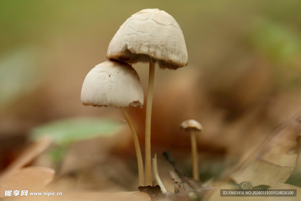 草地上的两朵小蘑菇