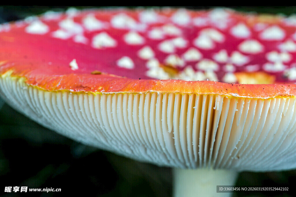 鲜艳毒蘑菇特写