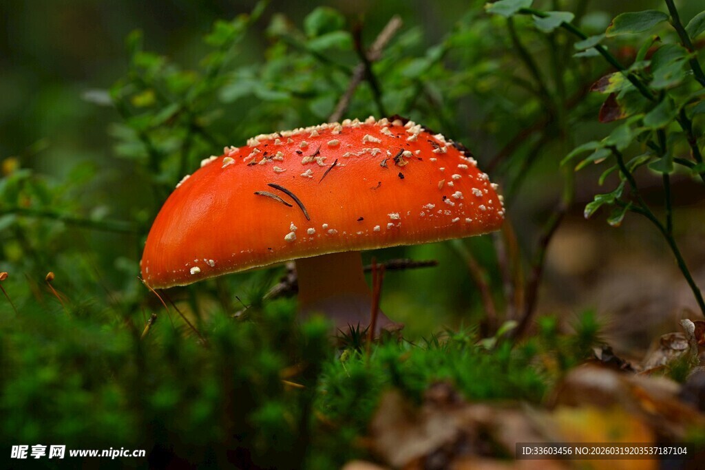 橙红斑点蘑菇生长于绿植间