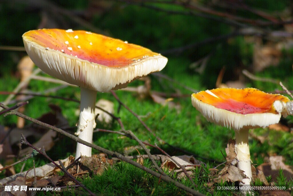 森林中的橙黄蘑菇