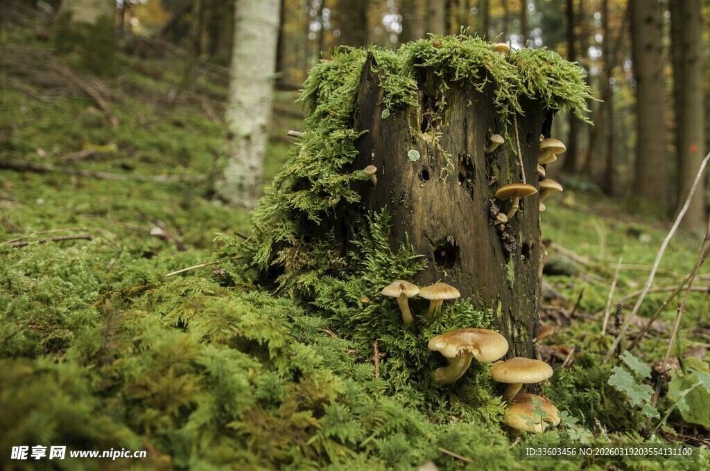 森林中长满苔藓的树桩