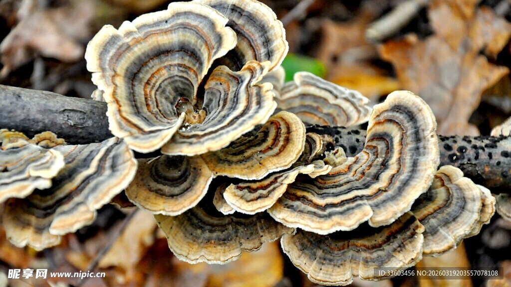 树干上的多彩菌菇群落