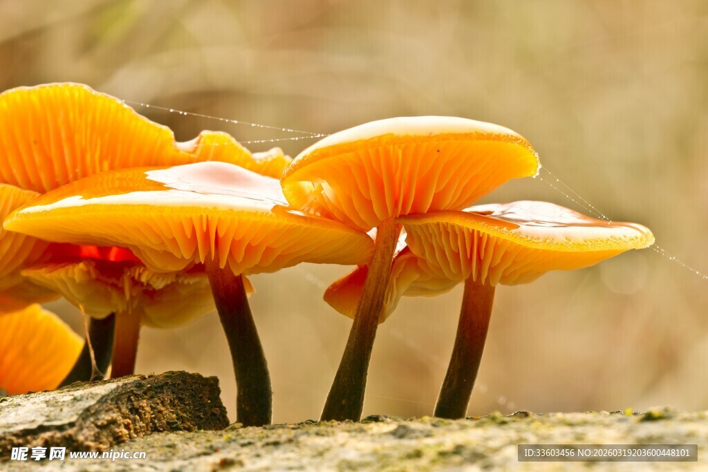 橙黄蘑菇簇生于木上