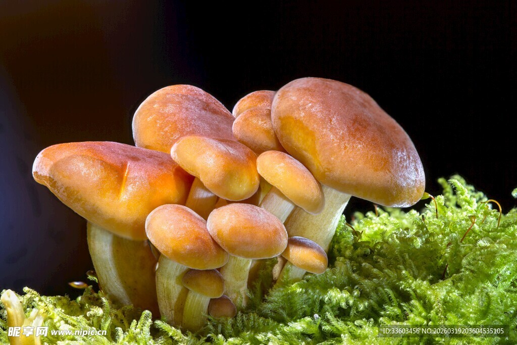 簇生蘑菇生长于绿苔上