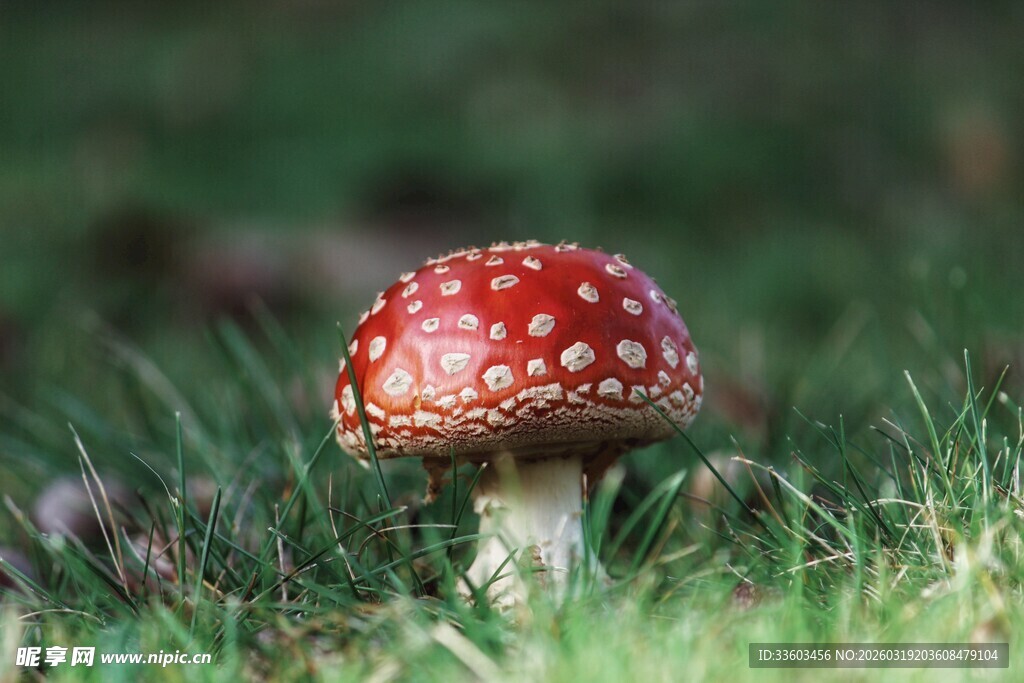 草地上的红色斑点蘑菇